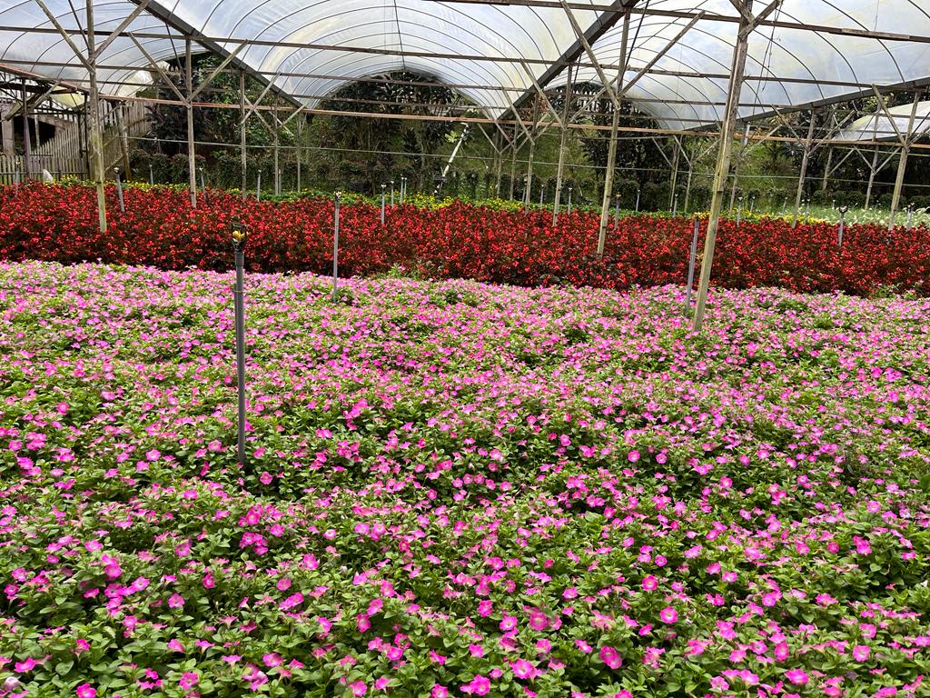 Genting From Singapore 
Genting Strawberry Leisure Farm